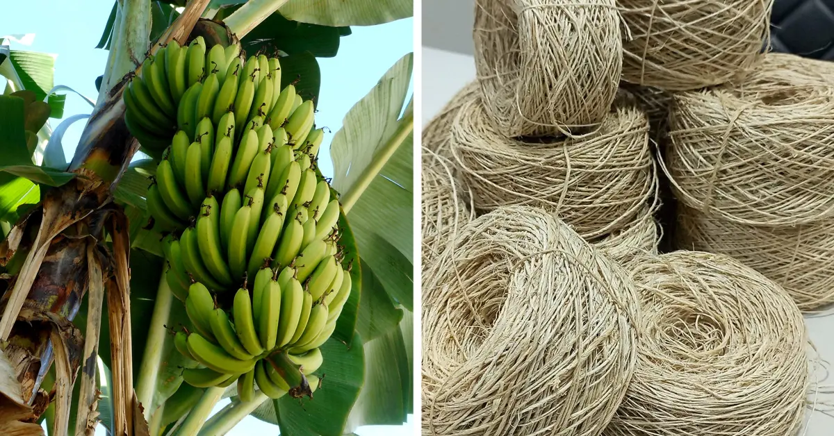 Fresh bananas showcasing our raw materials